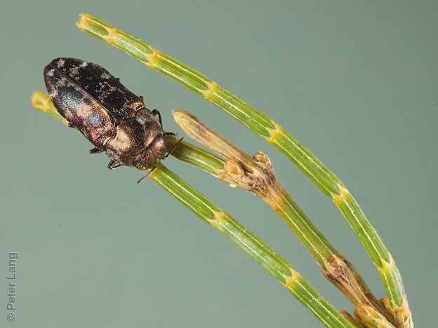 Diphucrania rubicunda, PL4120A, female, on Allocasuarina muelleriana ssp. muelleriana, SE, 7.2 × 3.0 mm